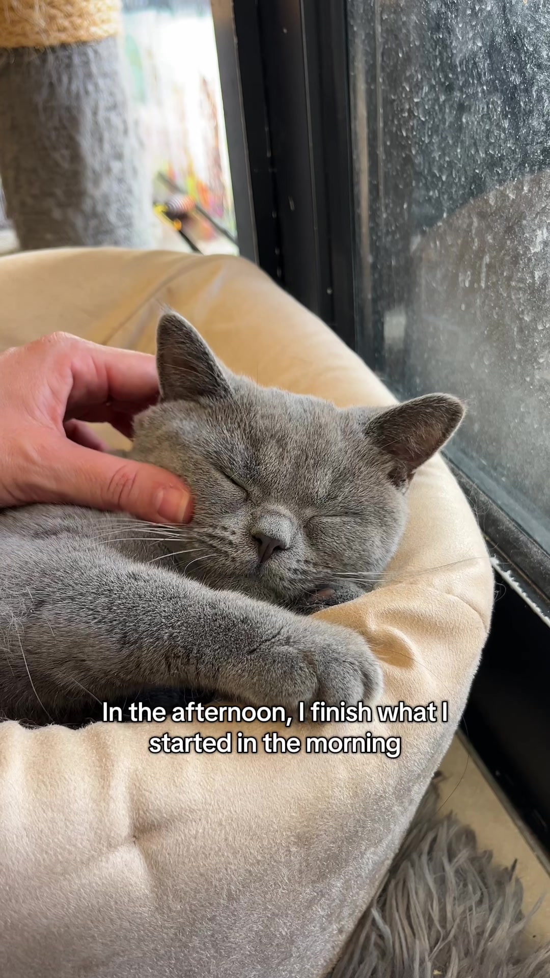 @crazycatcafe