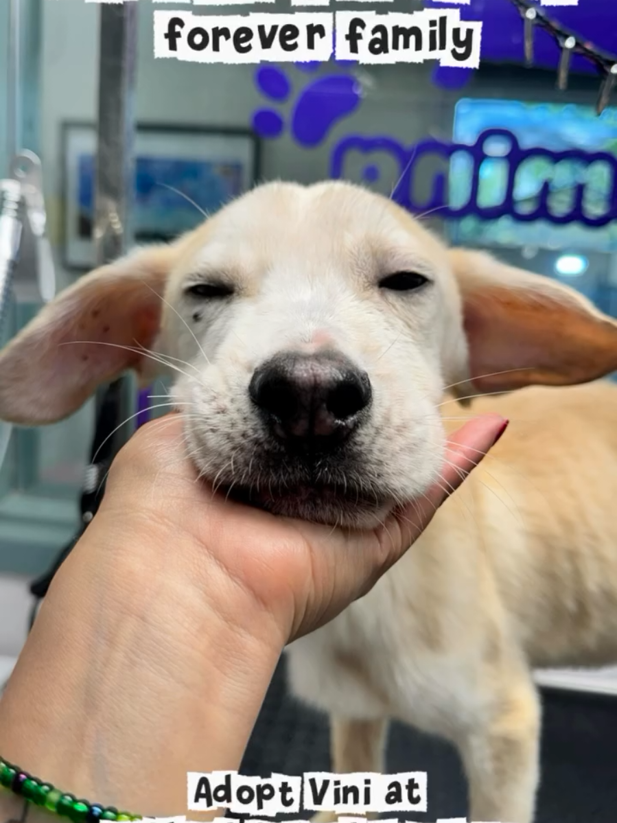 @Oakland Animal Services