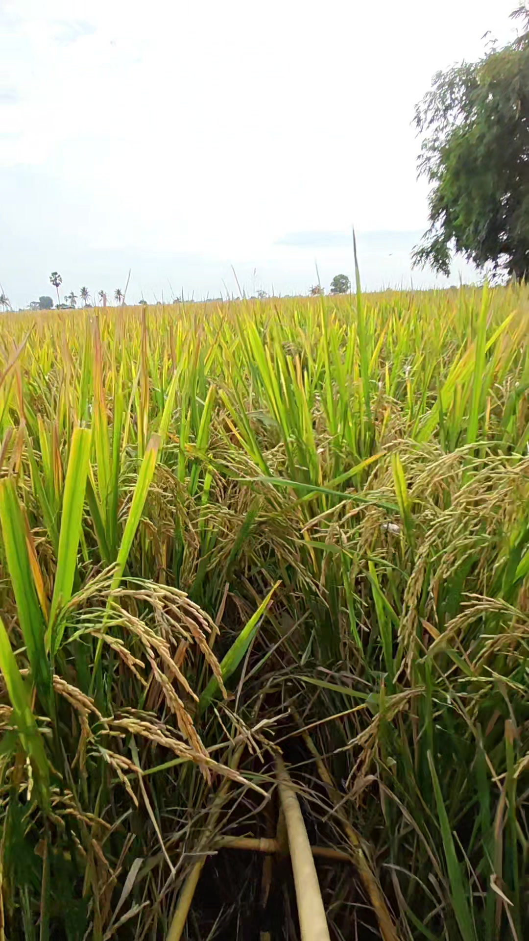 @ธัญมน🌾