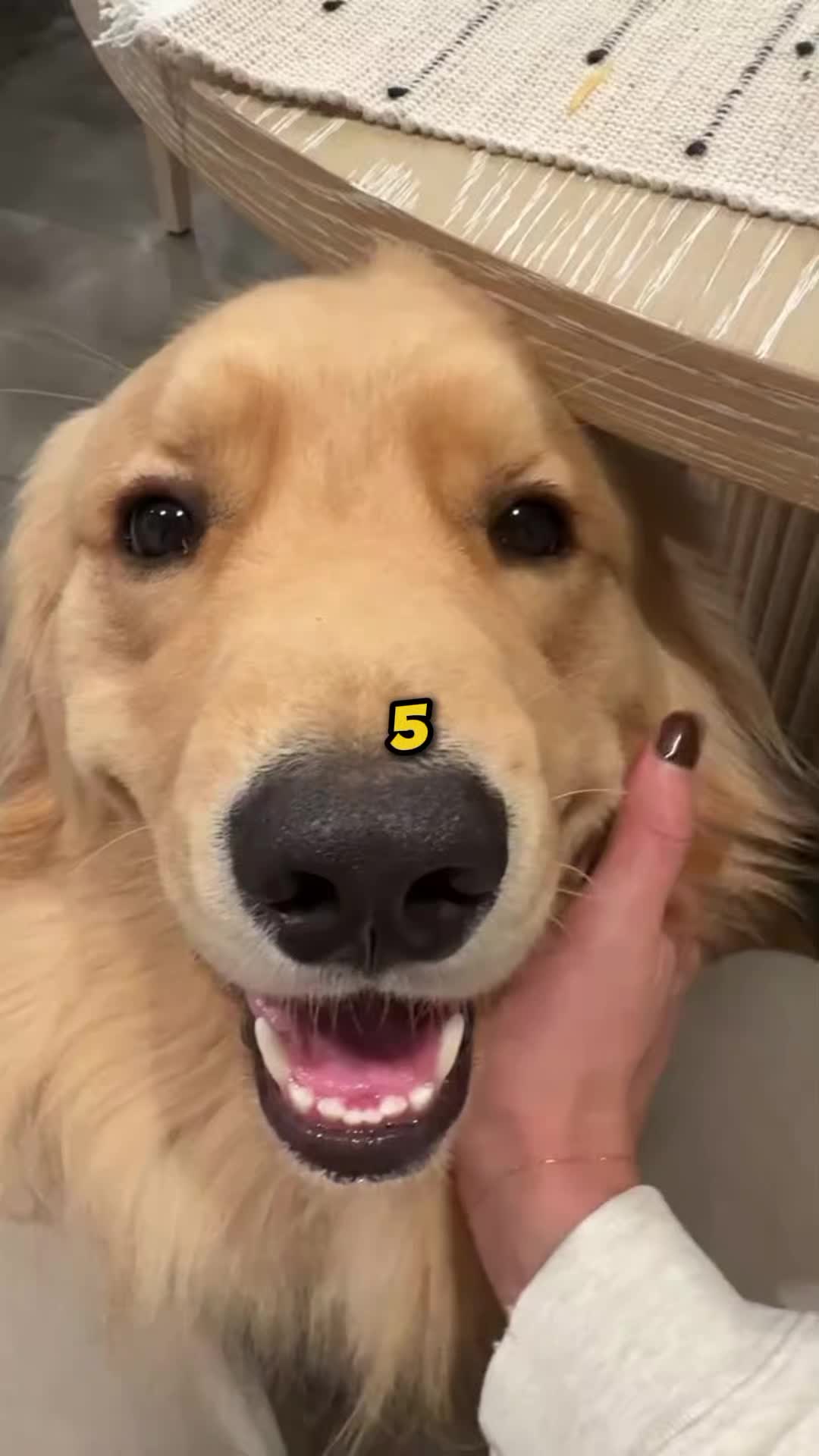 @PawblemsDaily