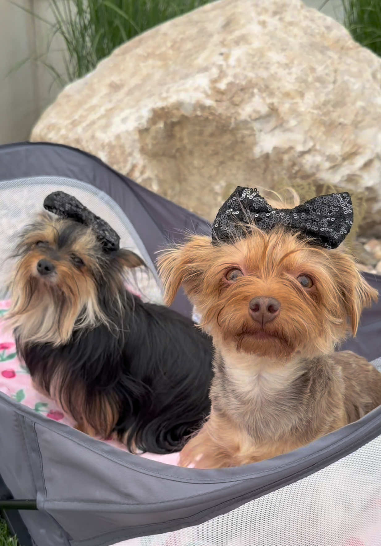 @The Utah Yorkies