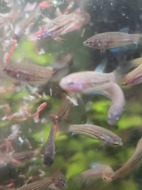 @Wicked Bettas