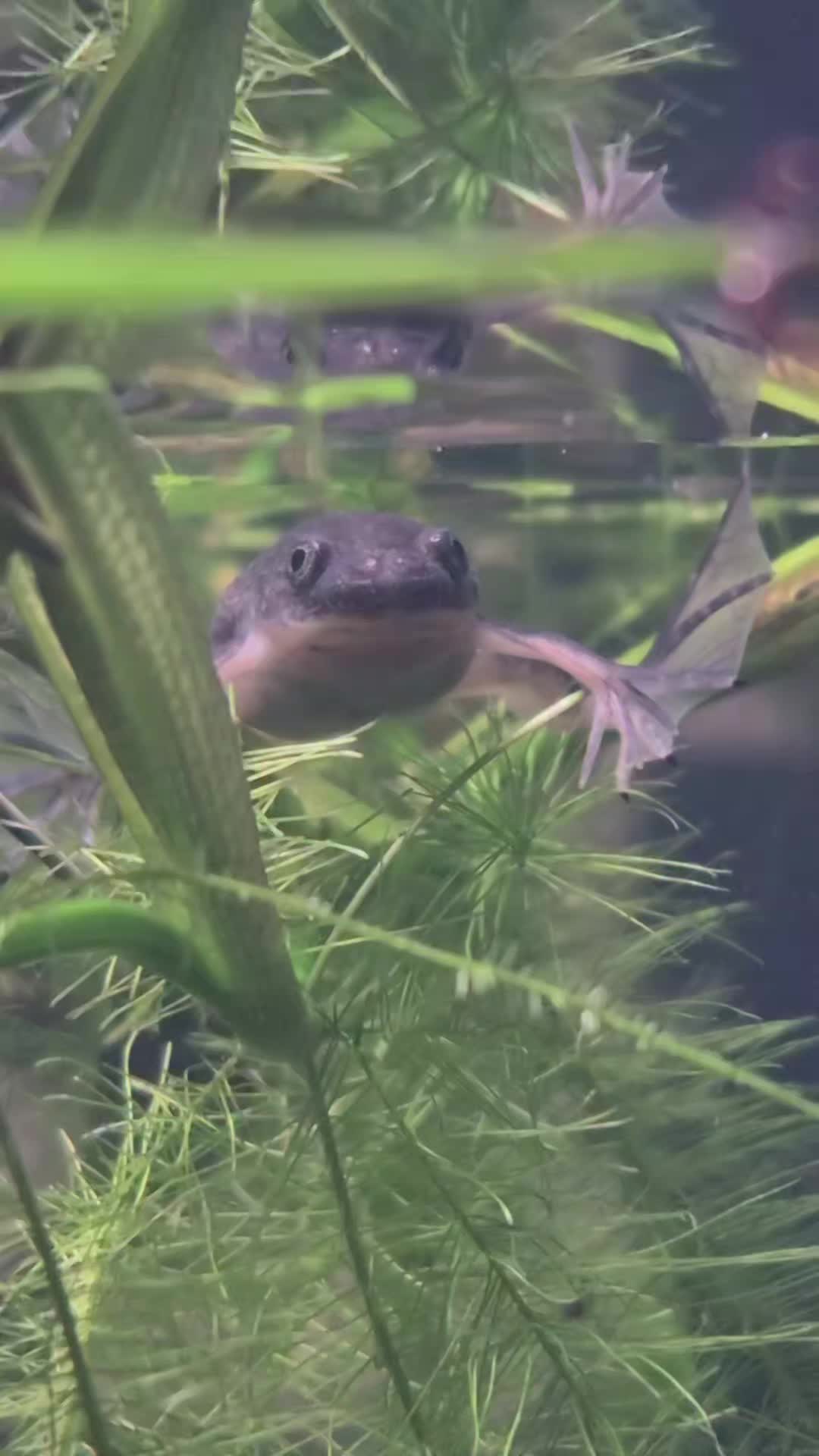 @Schalkx.Aquatics