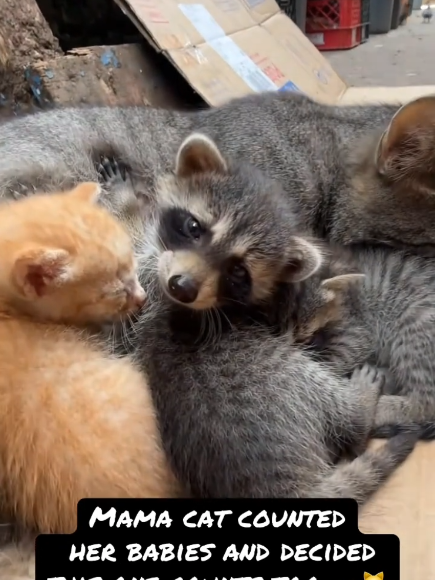 @Random Cat Stuff