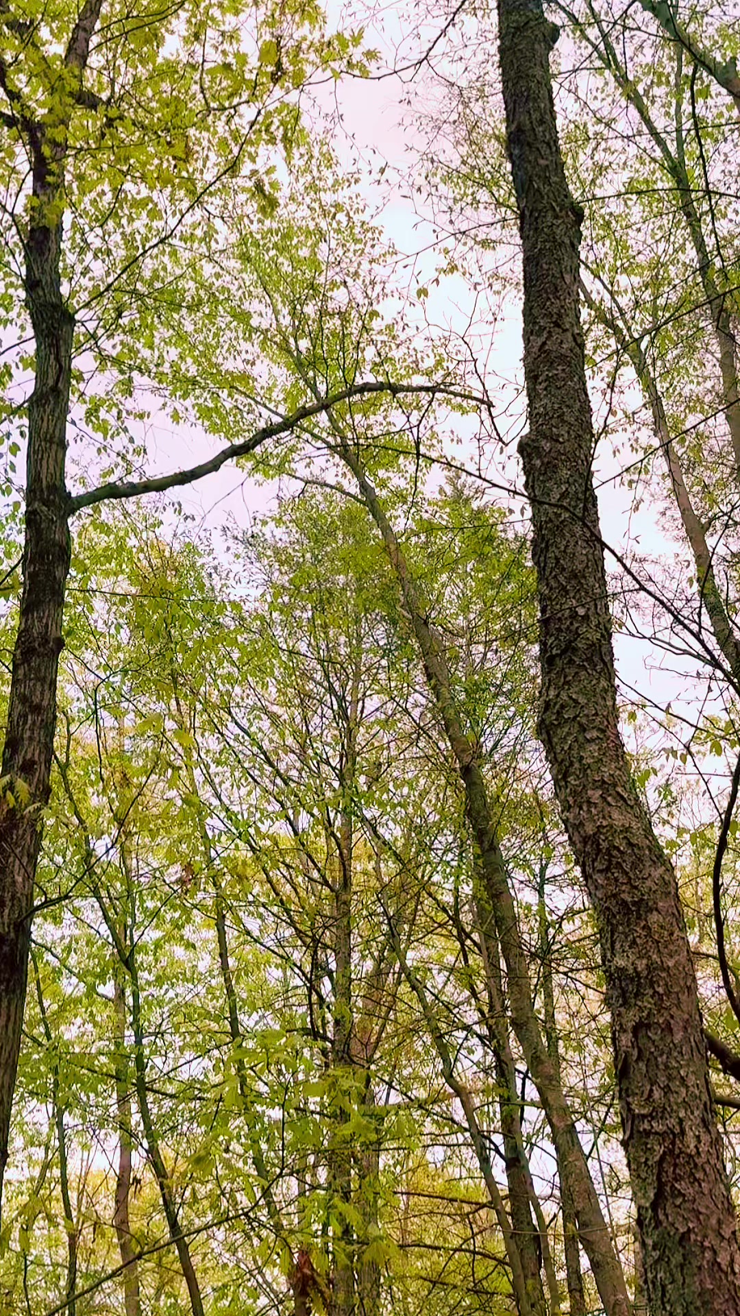 @PawsOnTrailsCT