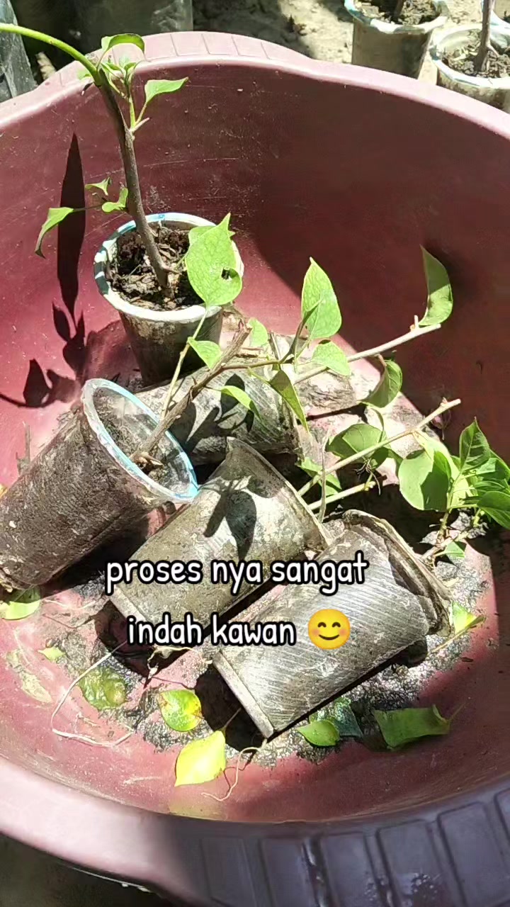 @Ika Sulandari