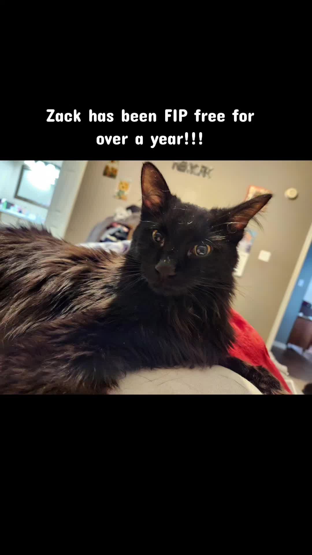 @crazycatcrew