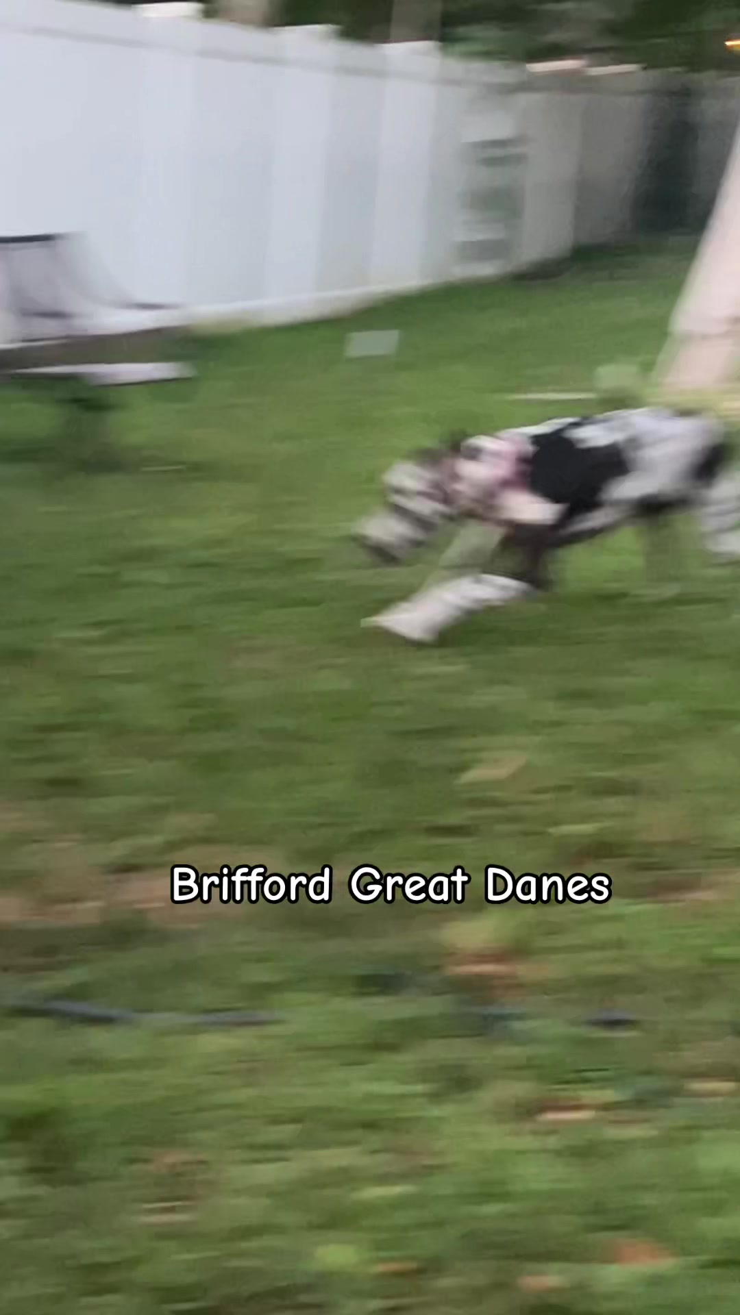 @Brifford Great Danes .com