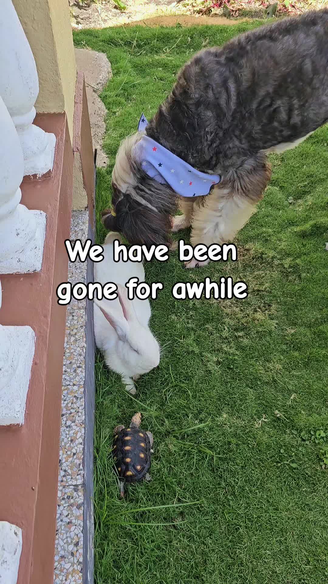 @MixedPetCollective