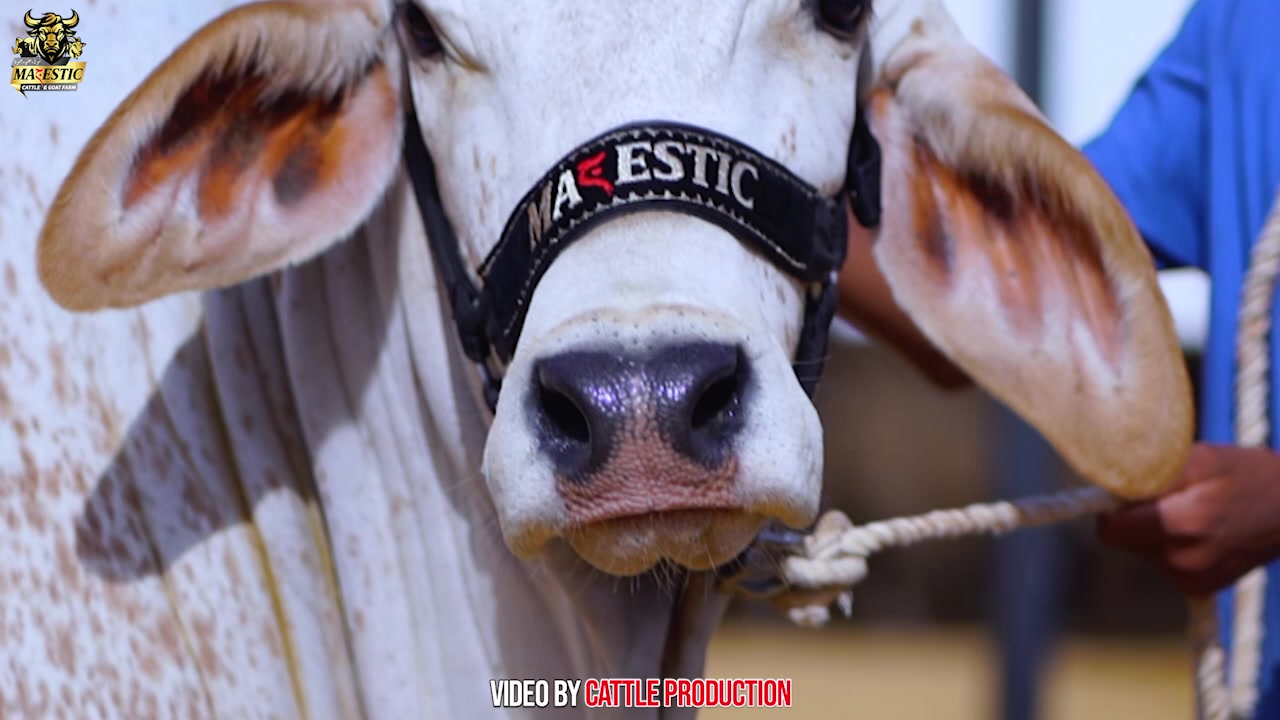 @MAJESTIC CATTLE & GOAT FARM
