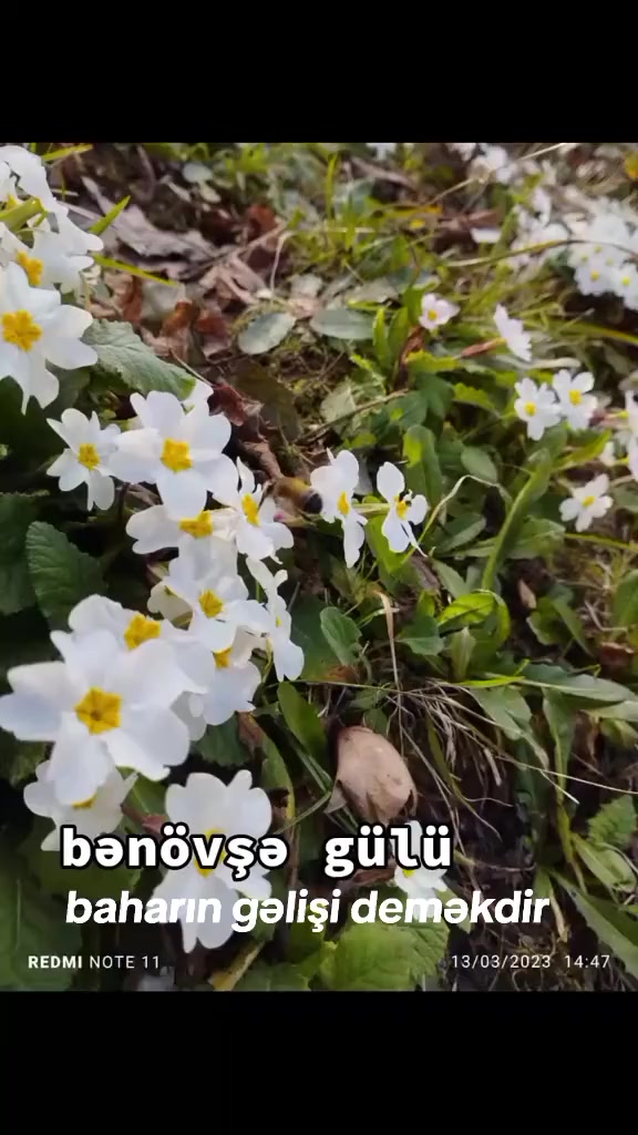 @Araz 07