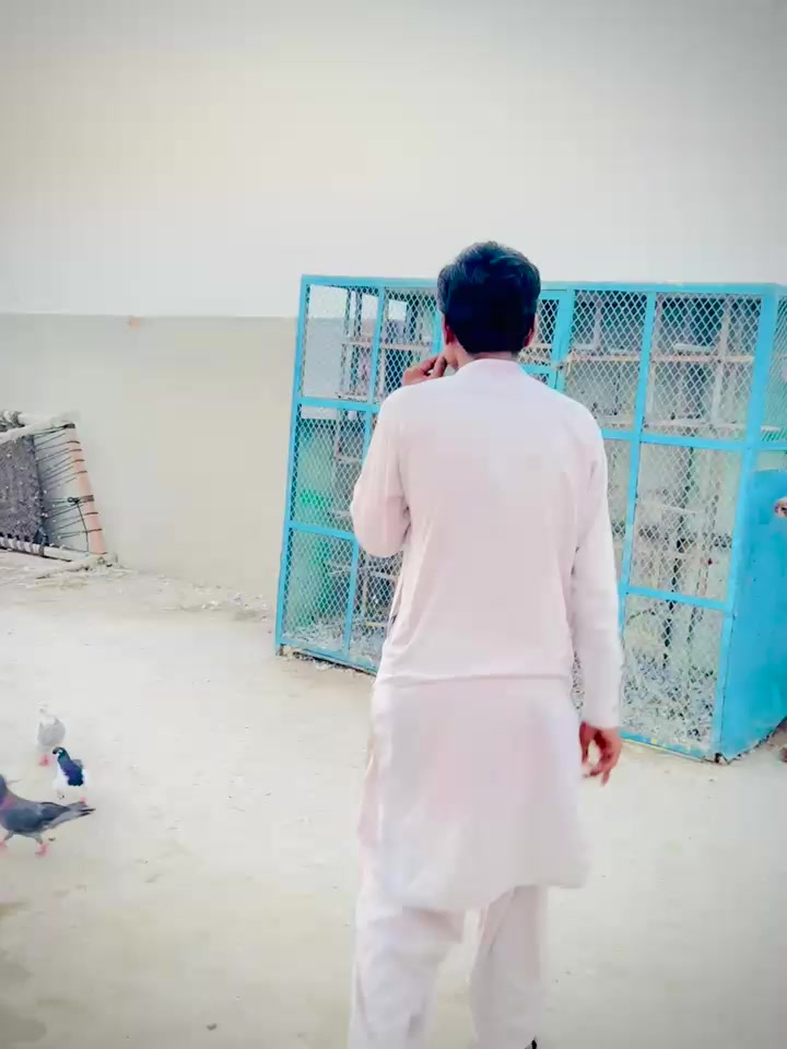 @عدیل رحمن لیہ وال کبوتر باز