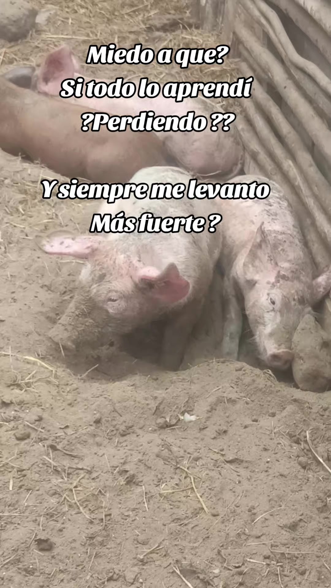 @BRAYAN .R. 🐷