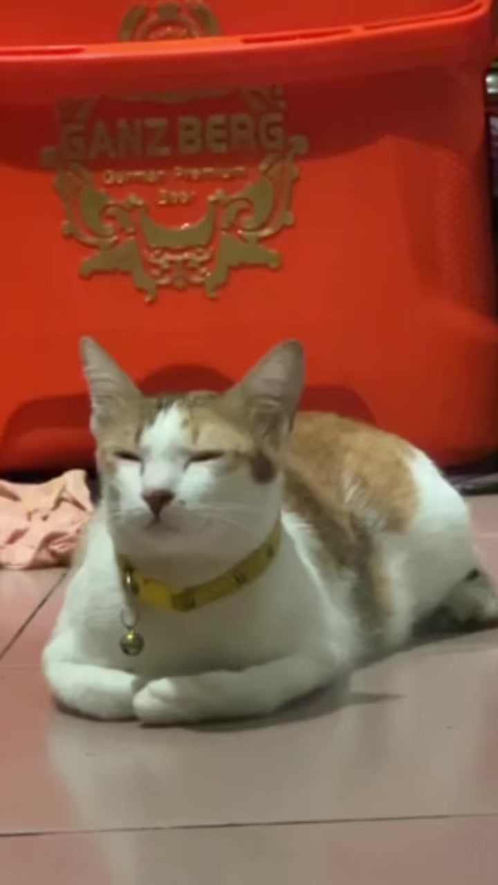 @Mew mew