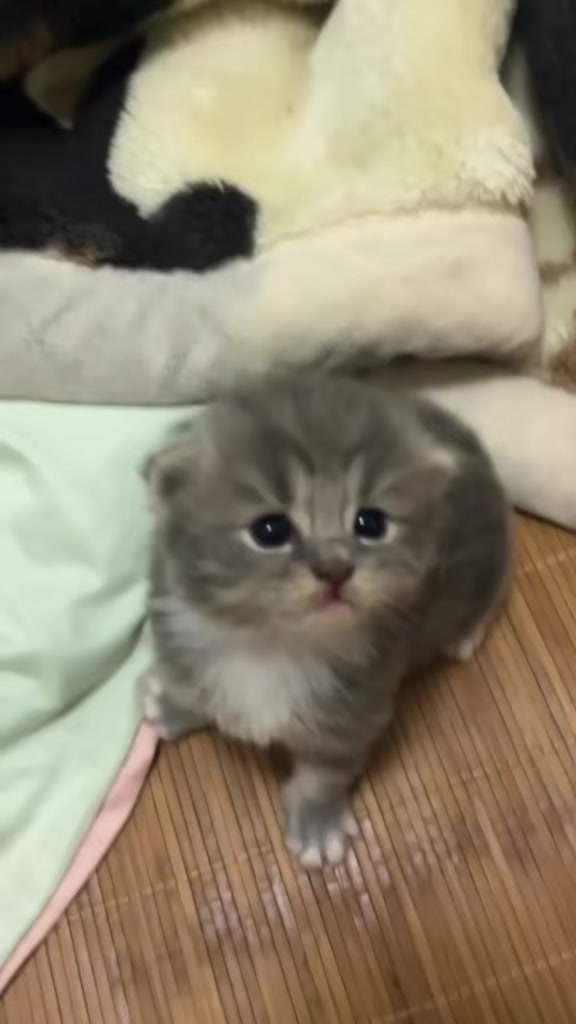 @catbosssss