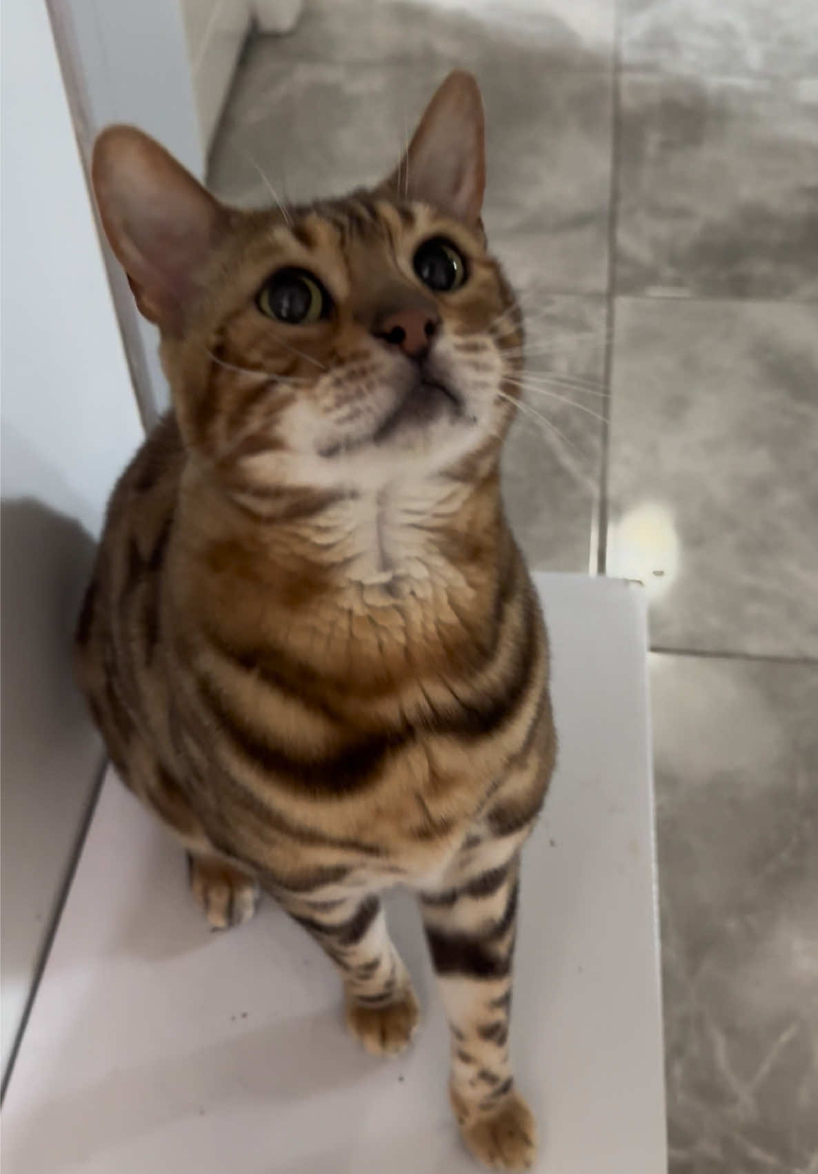 @George_The_Bengal_Cat