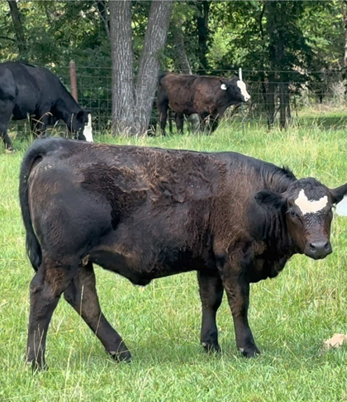 @Massey Land & Cattle