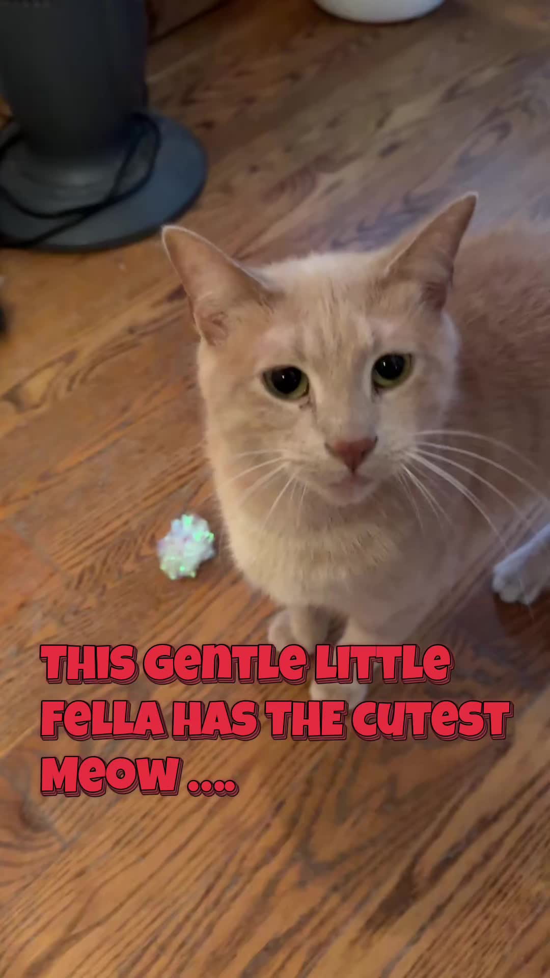 @North Toronto Cat Rescue