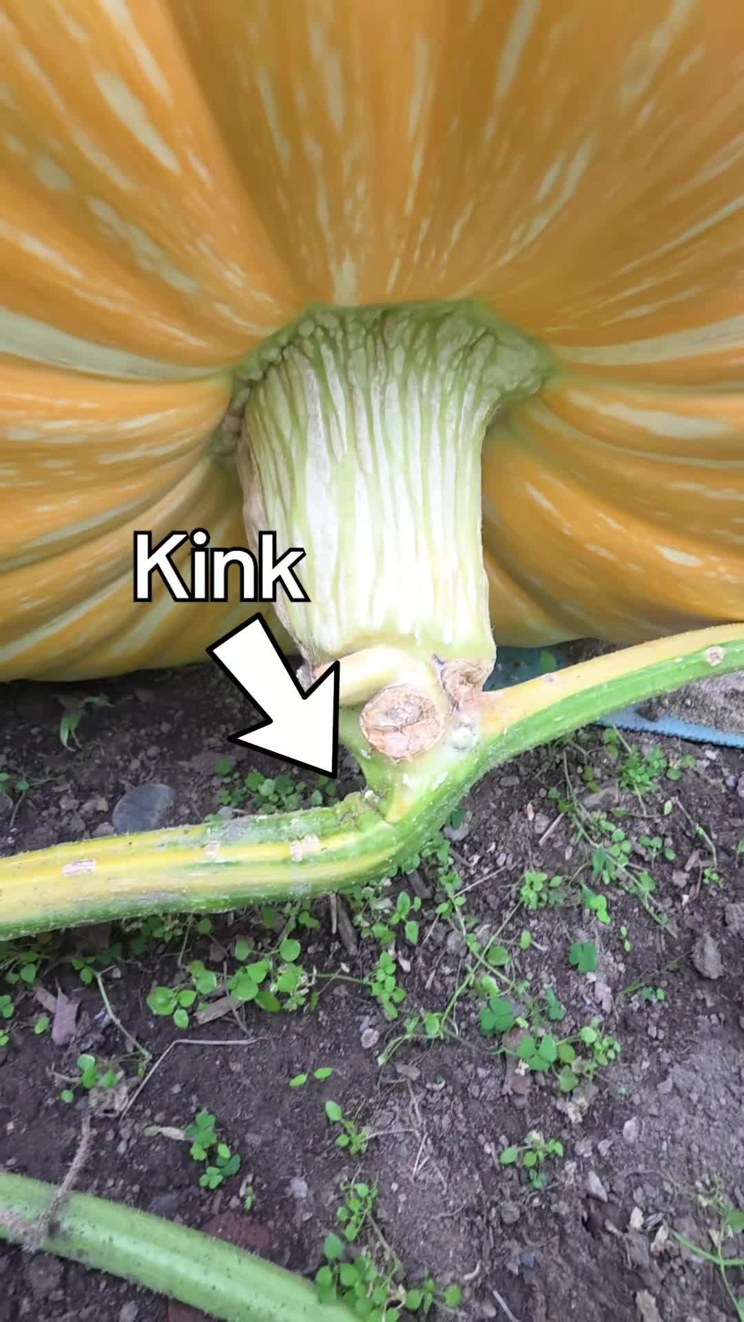 @Pumpkinista
