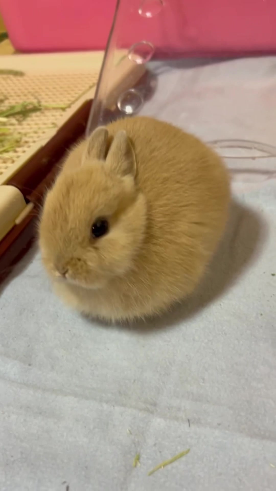 @코유ちゃんᲘ𐑼♡