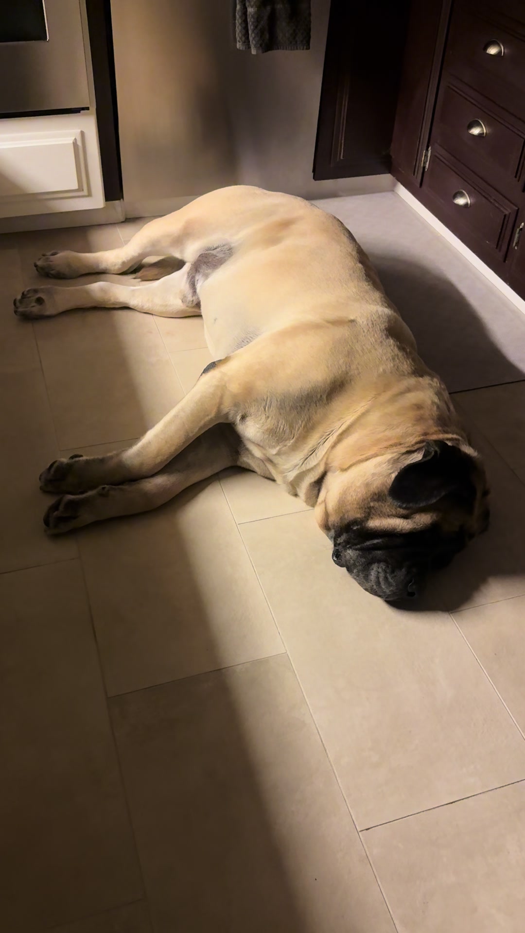 @Fronkythemastiff