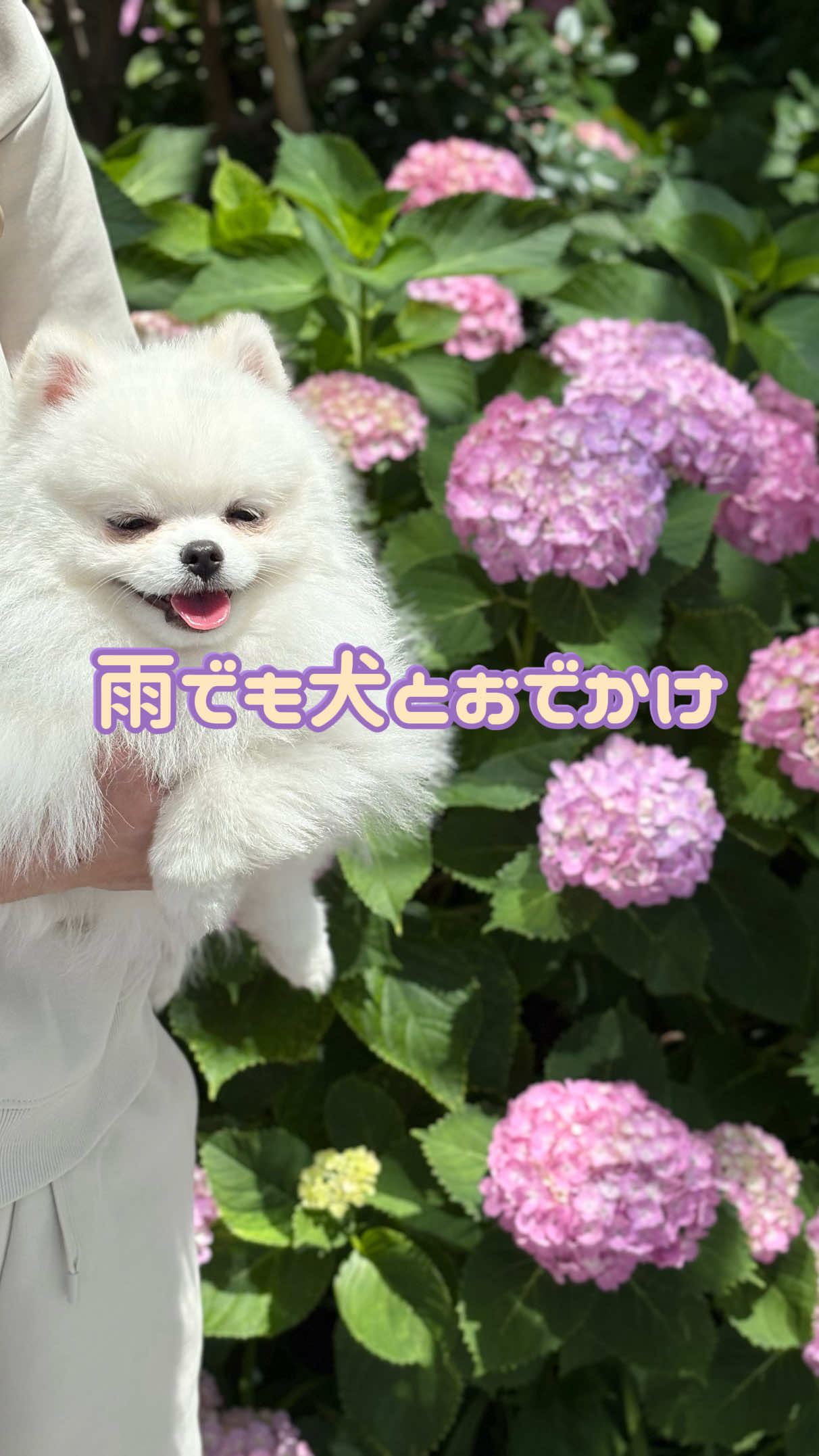 @ポメラニアンのミル🍼
