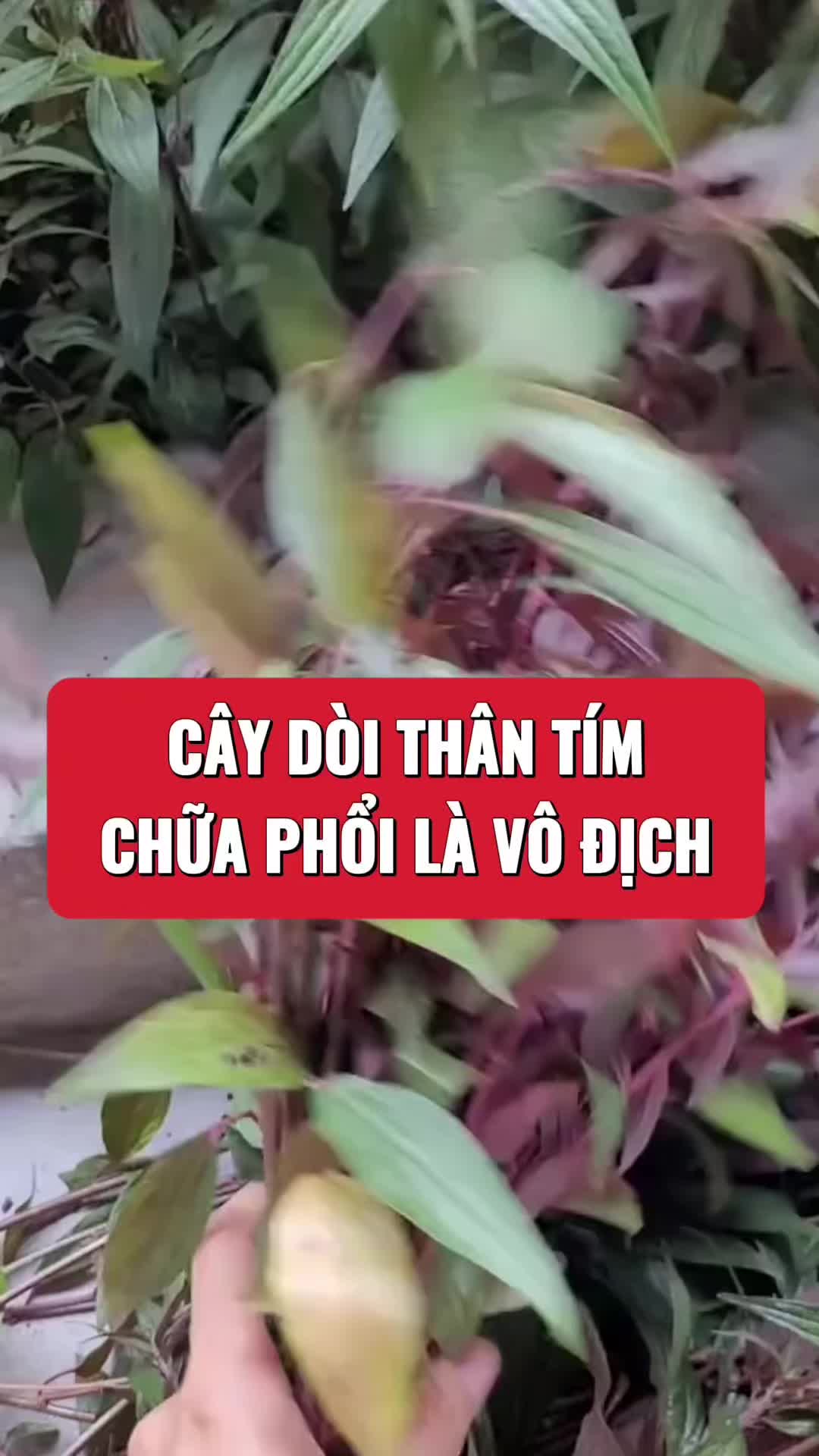 @suckhoevang98