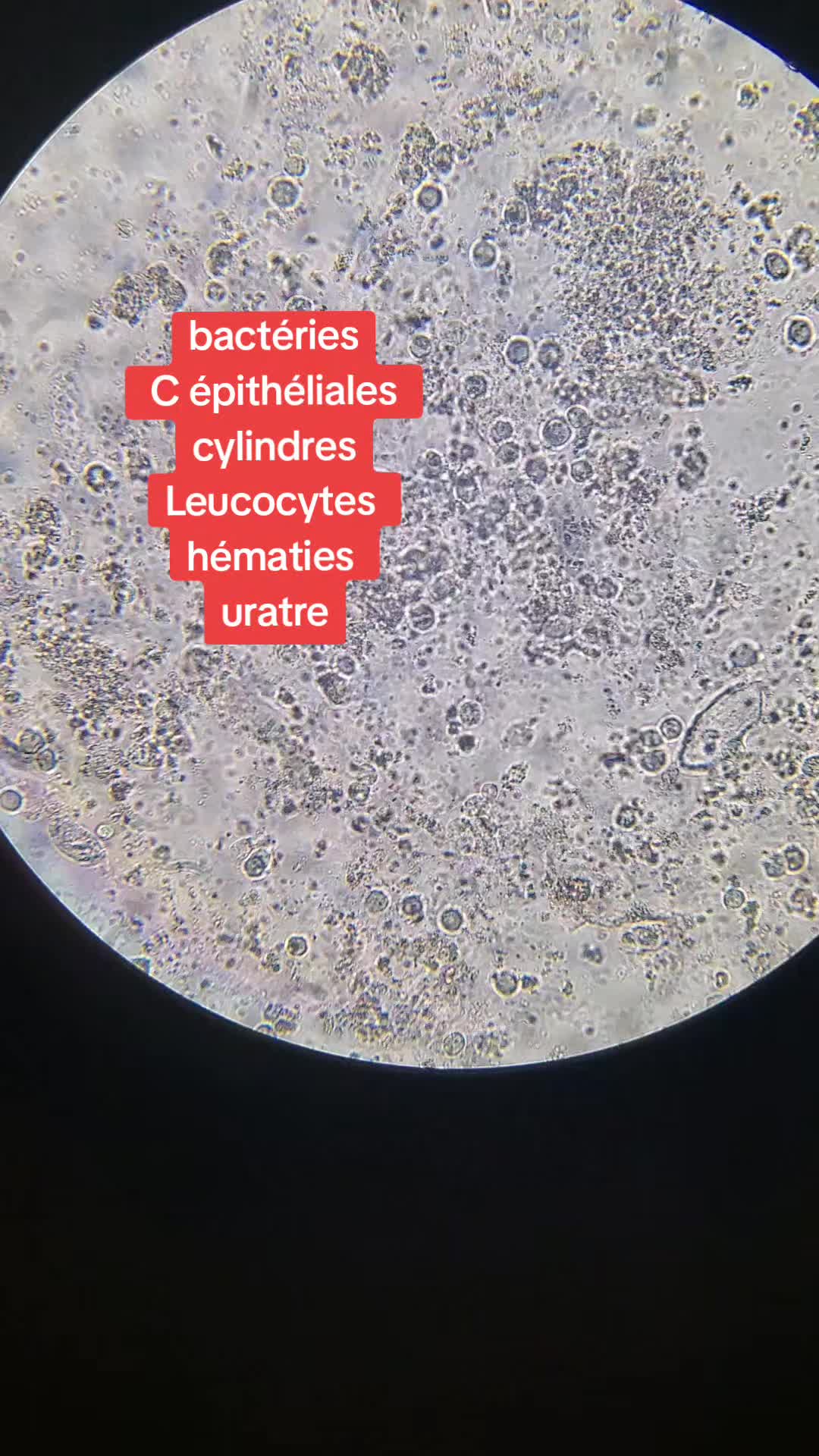 @Biologiste-Mompepe🔬💉😊