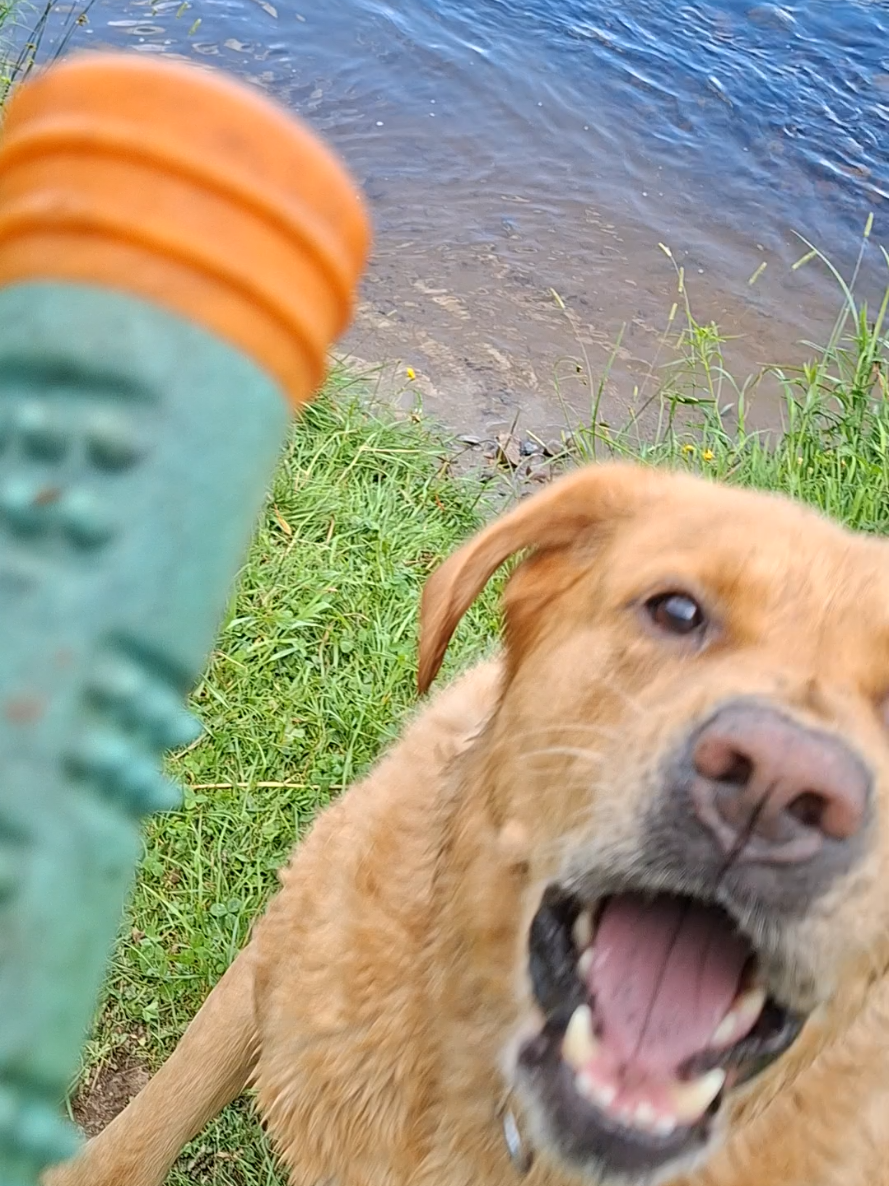 @Dogmom