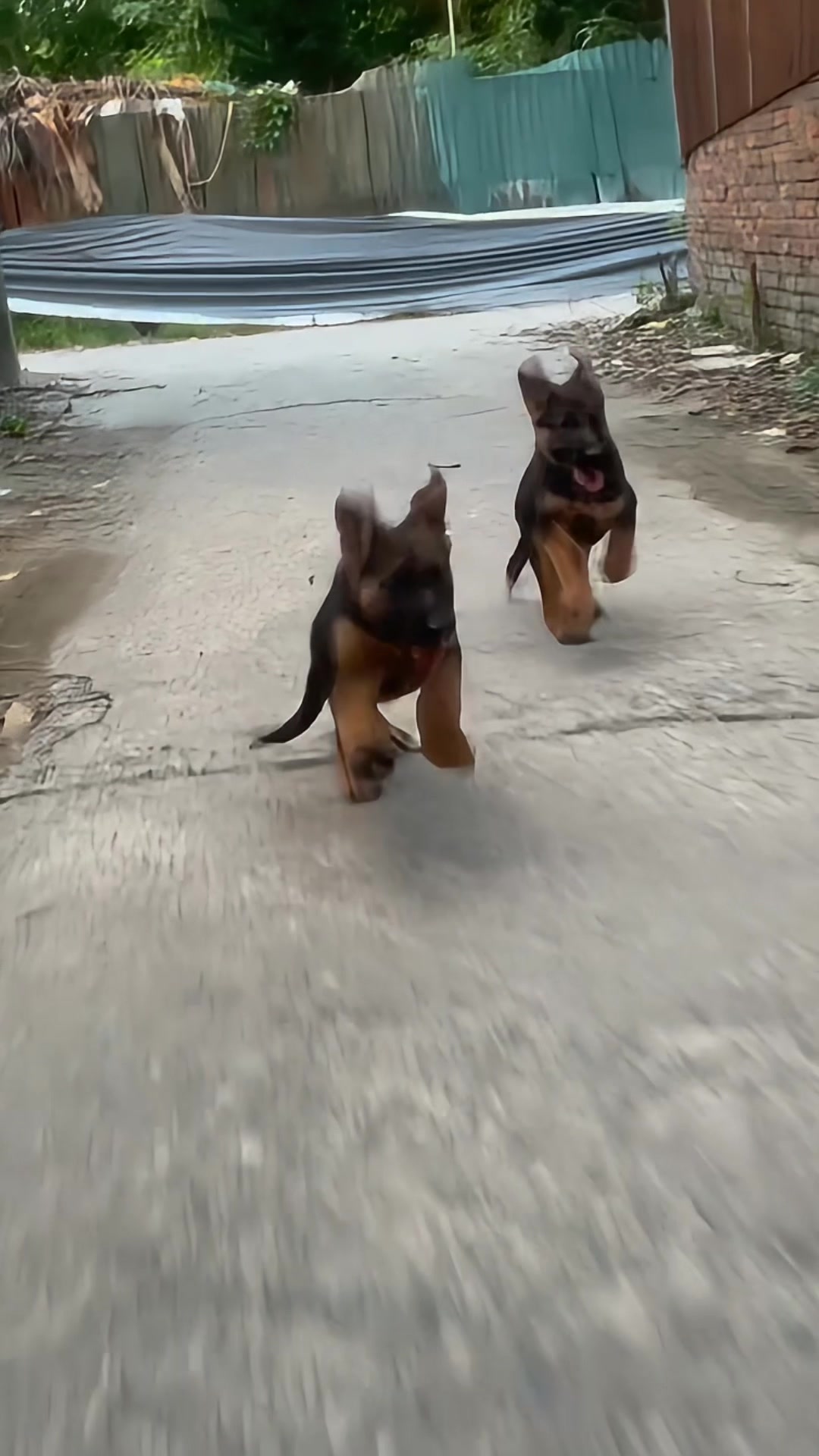 @Trại chó Becgie hoàng Minh