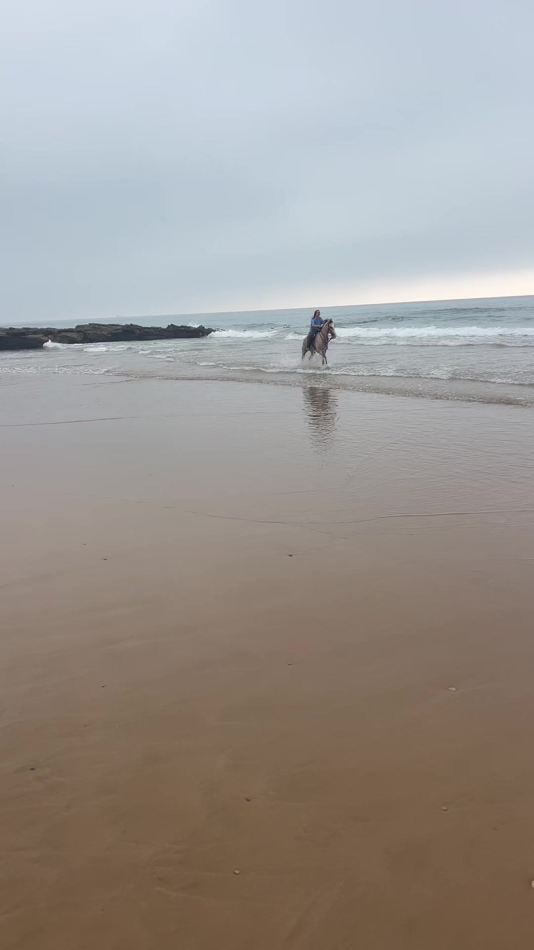 @Cheval_agadir
