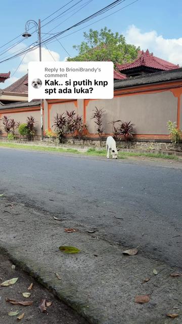 @kibbo