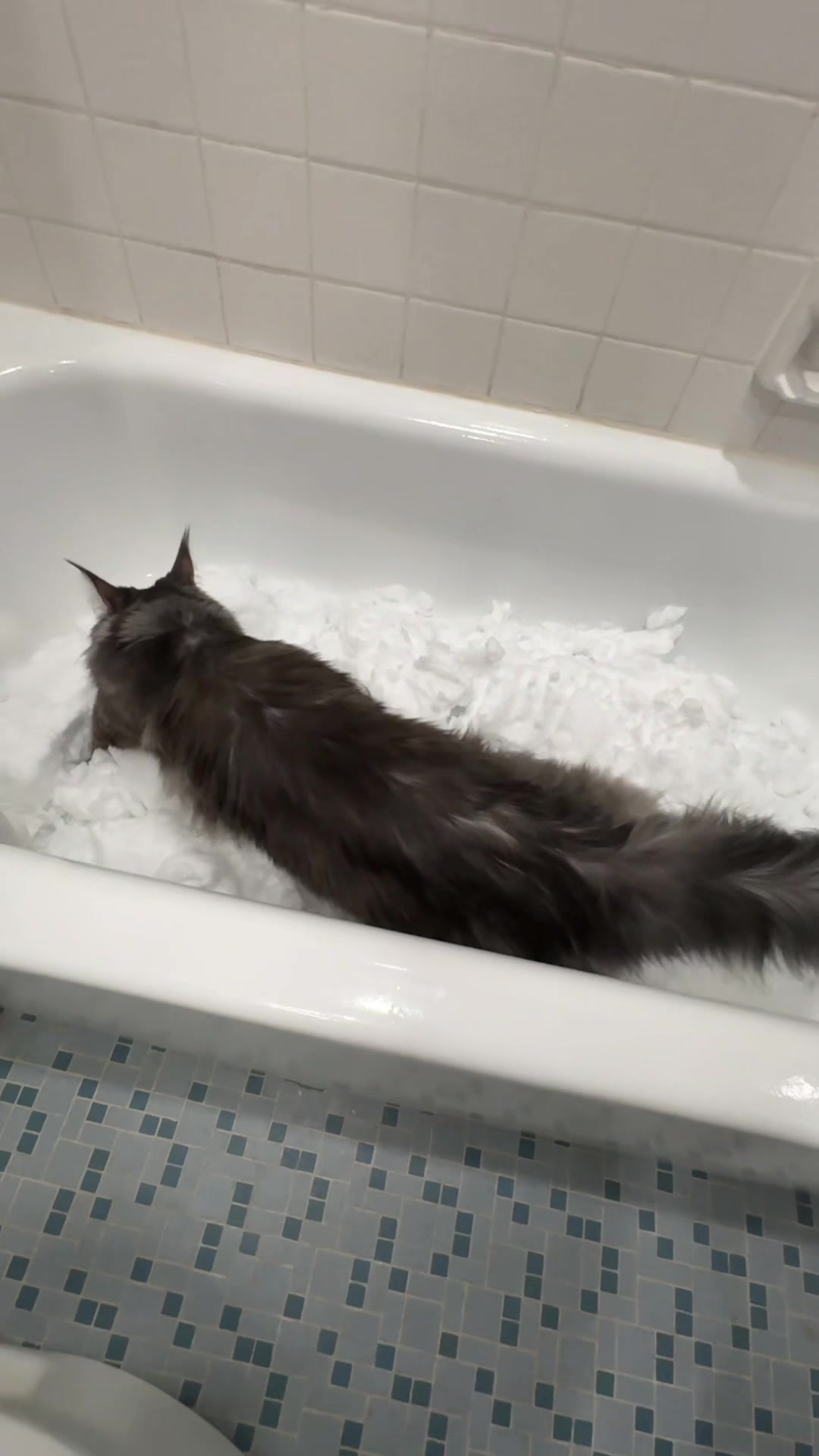 @Theo & Ember 🐈🐈&zwj;⬛