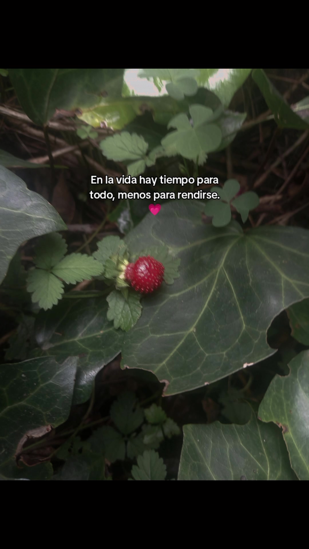 @paubonii