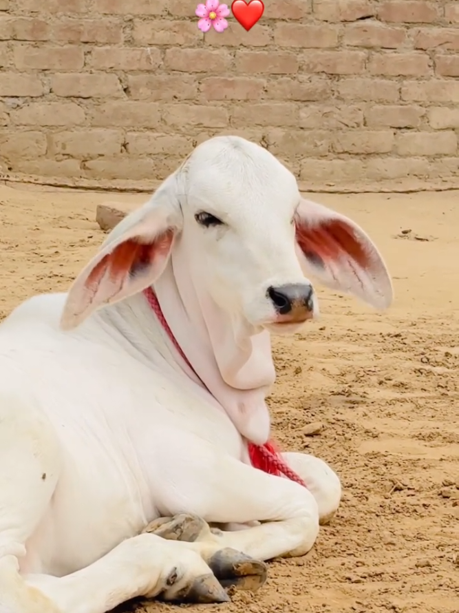 @cows_b_like