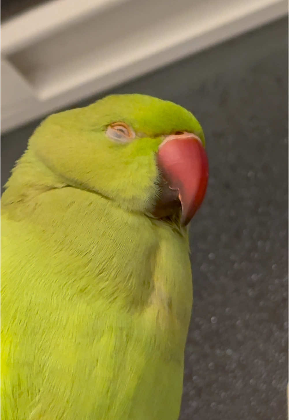 @sipandsquawk