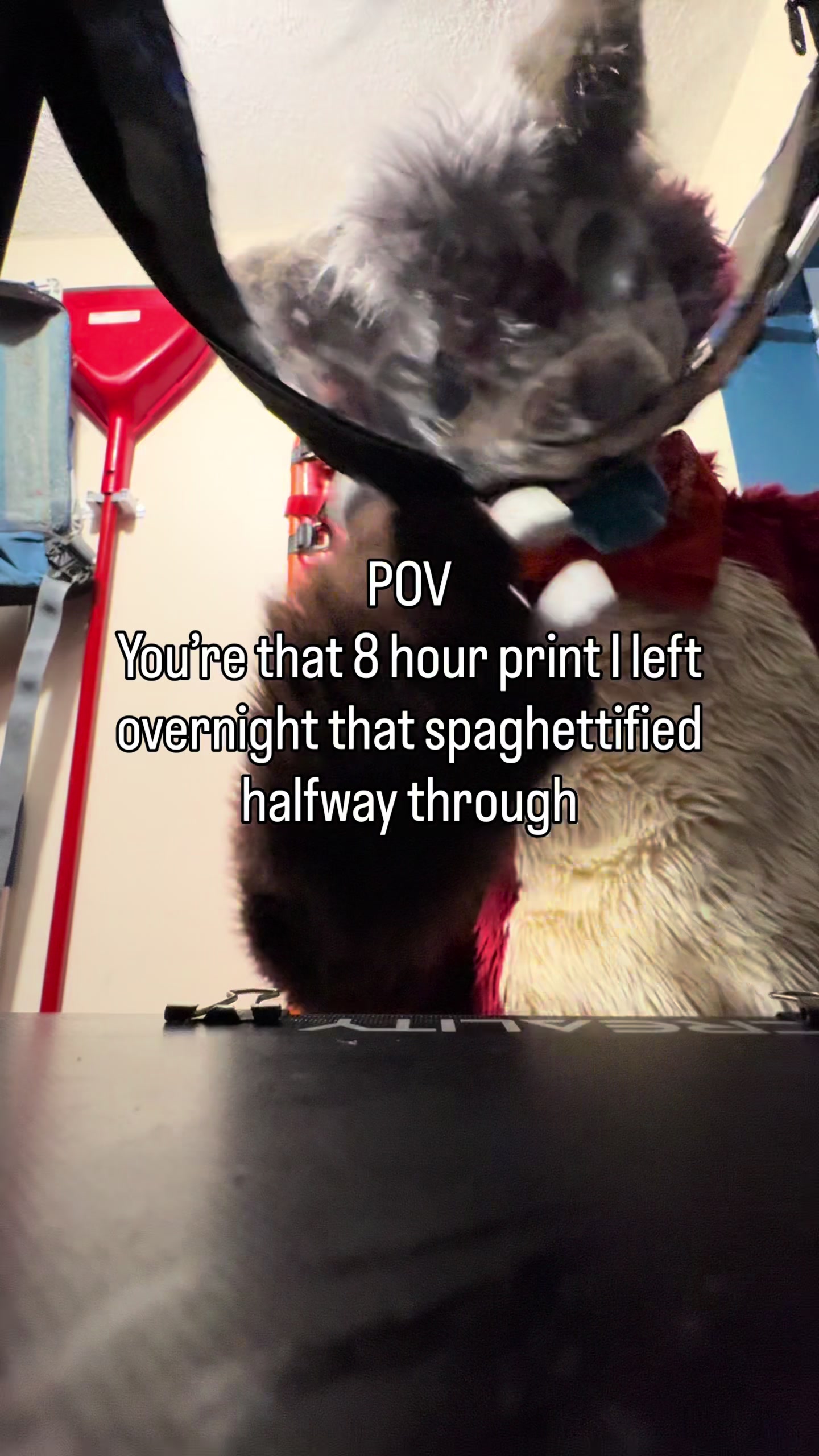 @Fry The Dumb Fox (Official)
