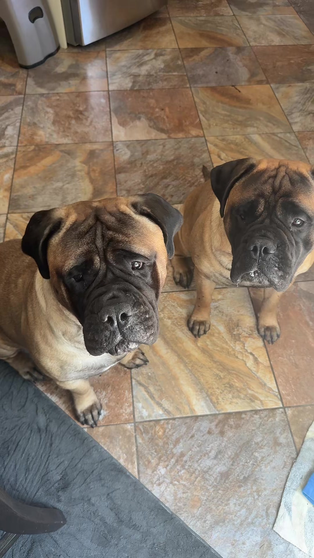 @🐾BullMastiff Mom 🐾💜