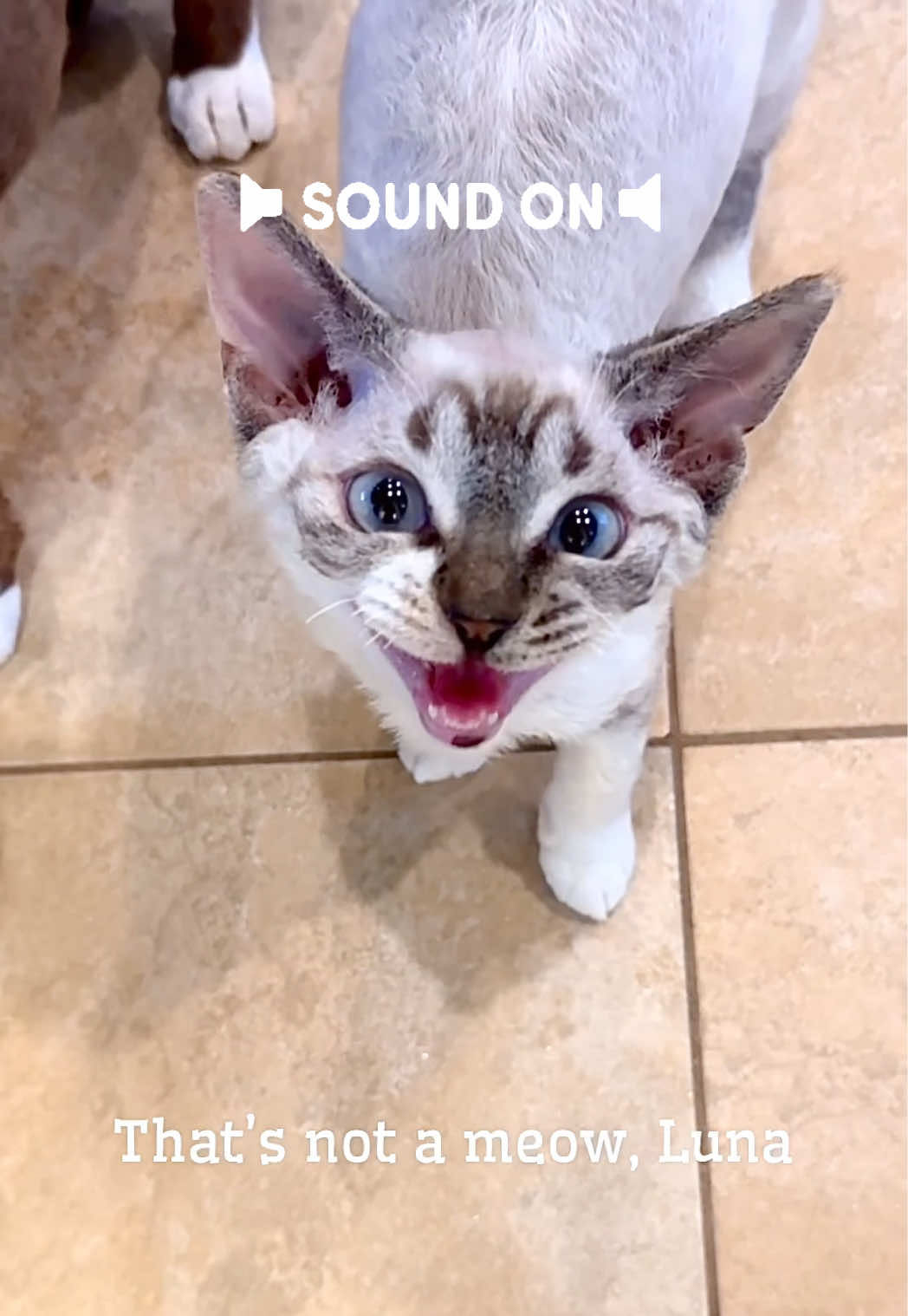 @Boba’s Buds Minskin Cats