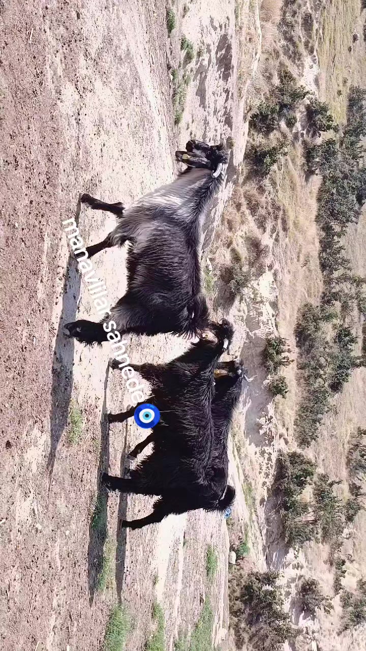@Y&ouml;r&uuml;koğlu Yaşar 20
