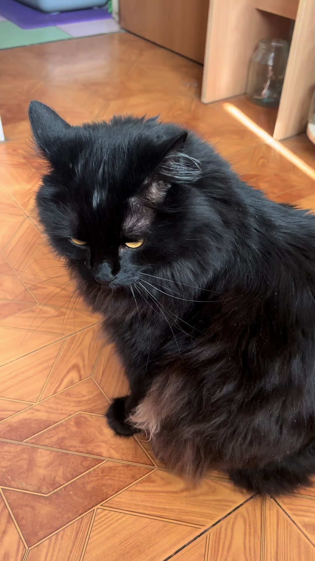 @Хвостатые бандиты🐈⬛🐈
