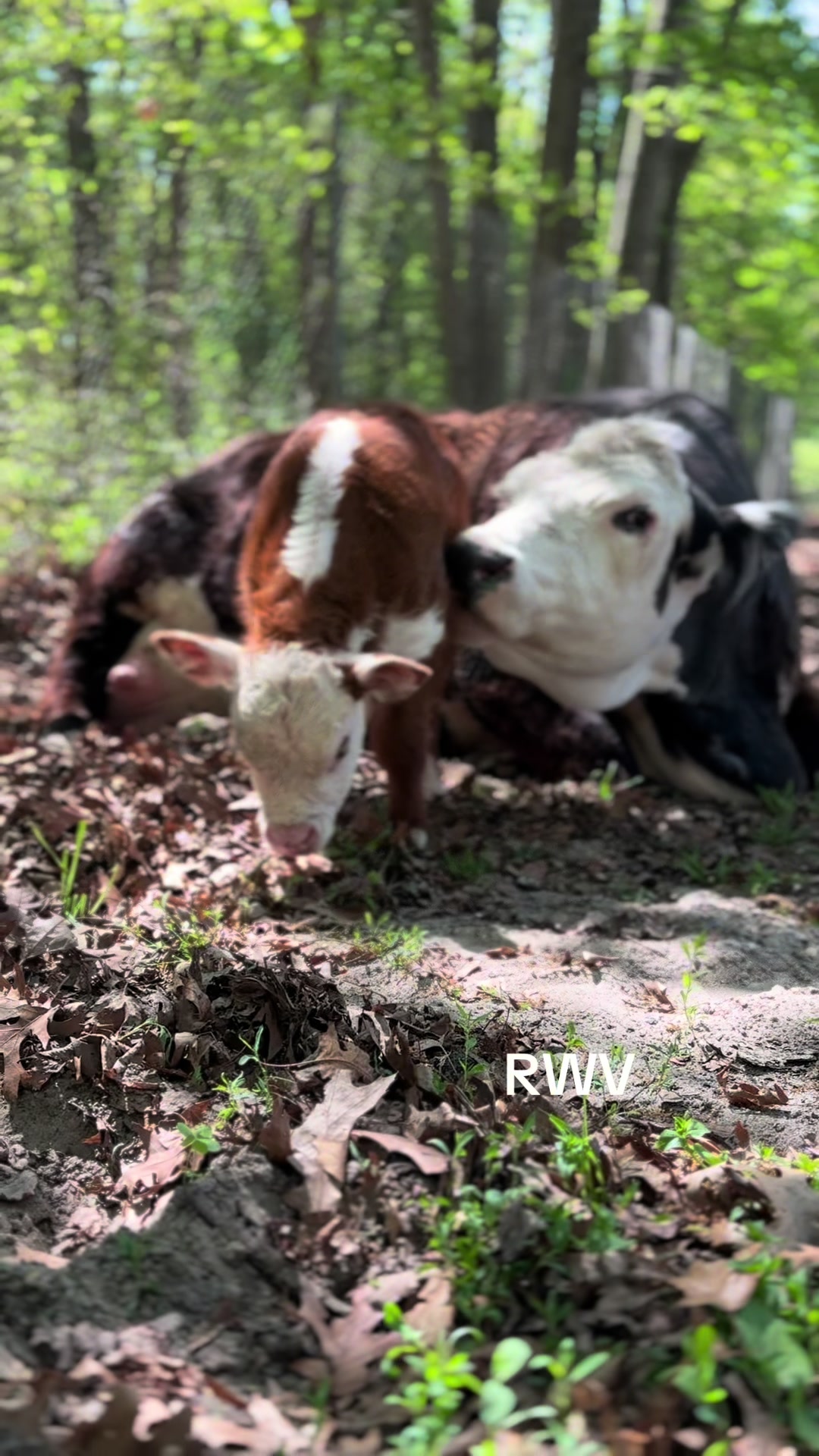 @RWV Land & Livestock