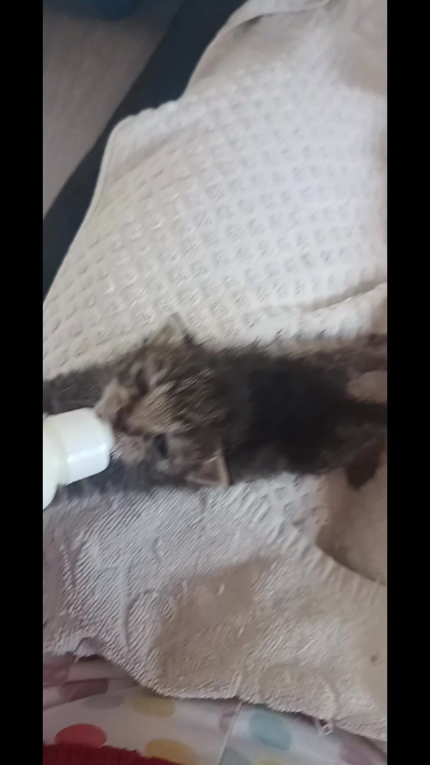 @cats&dogs)