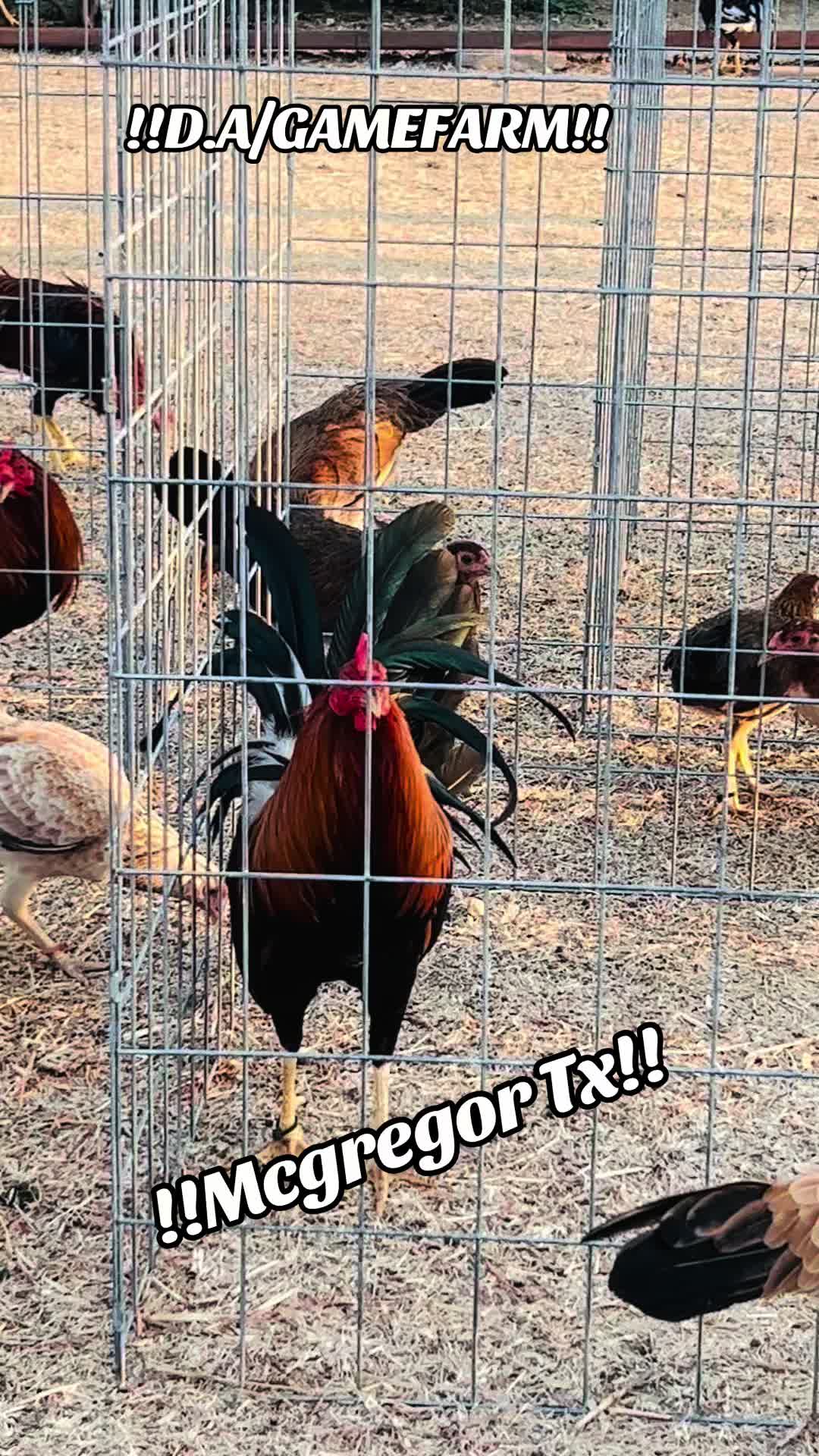@DAgamefarm