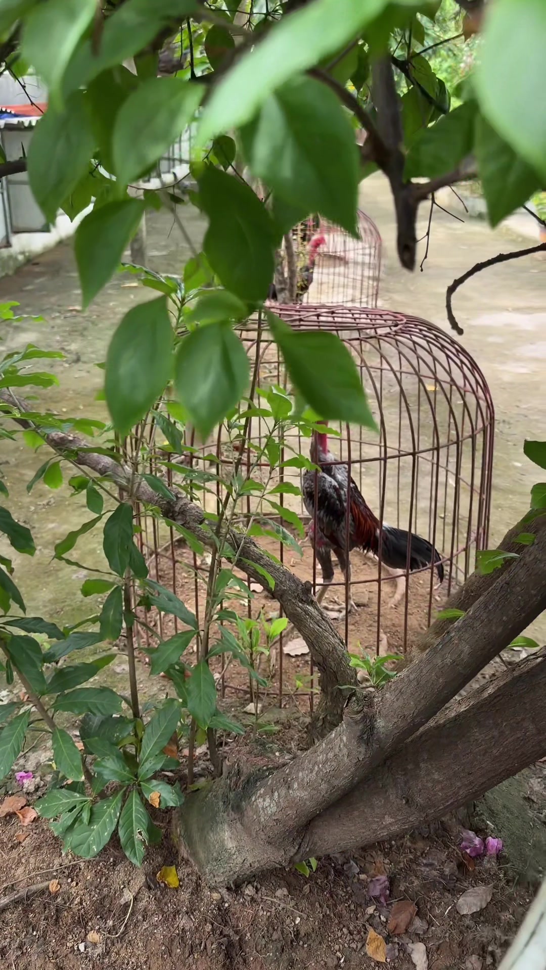@Quốc khánh