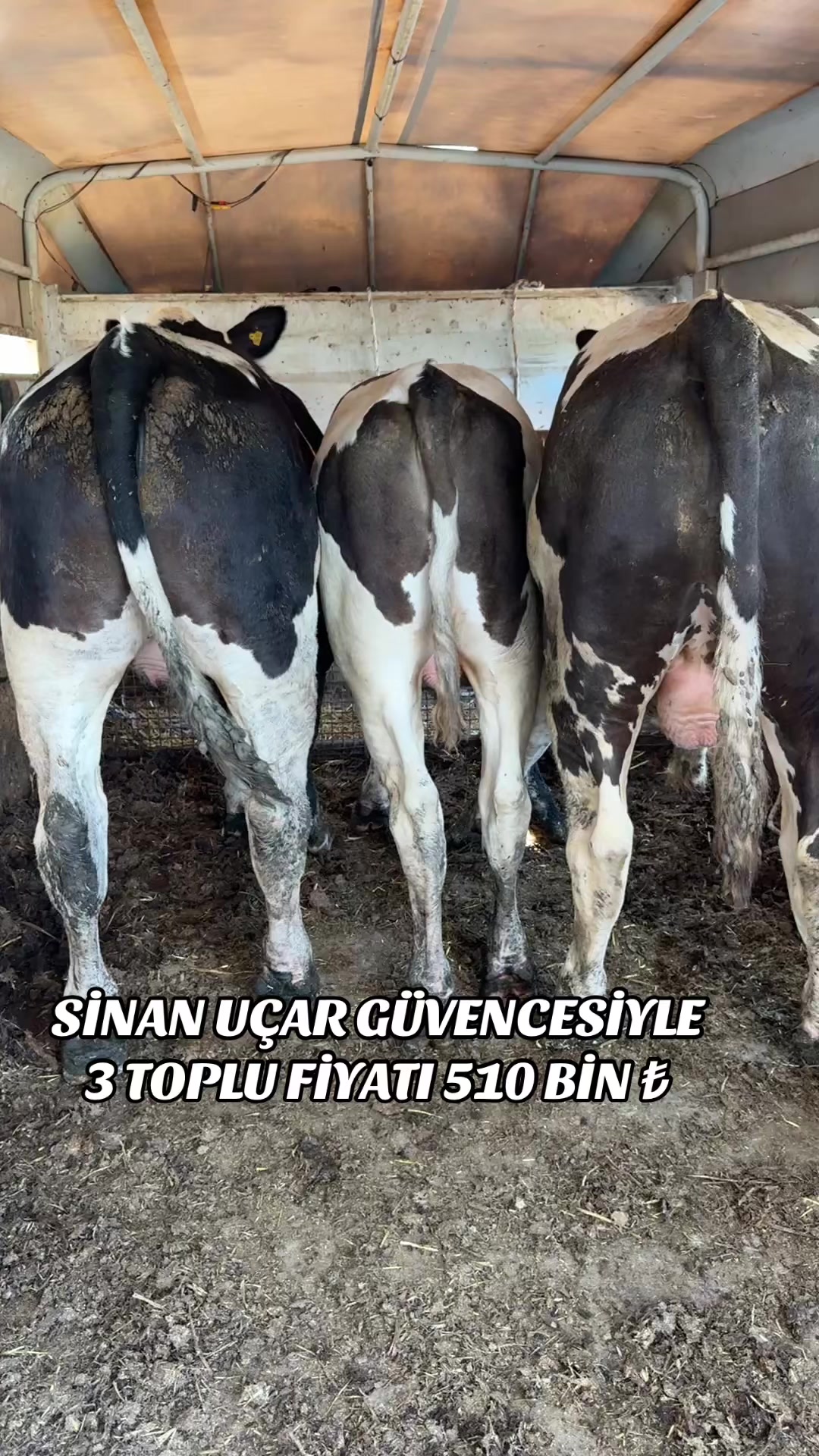 @CELEP SİNAN UÇAR