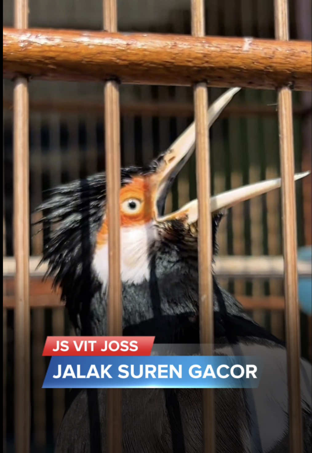 @KICAUNESIA ONLINE