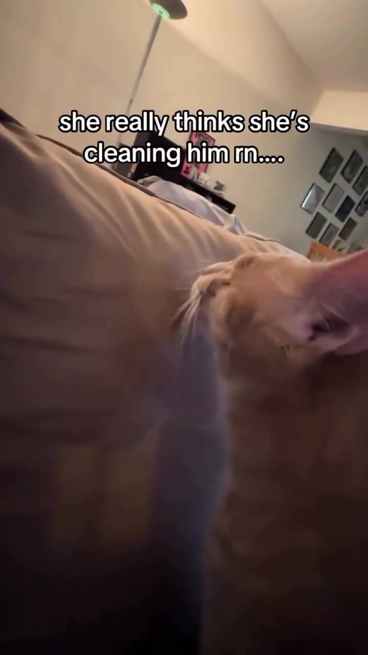 @gonzo_cats