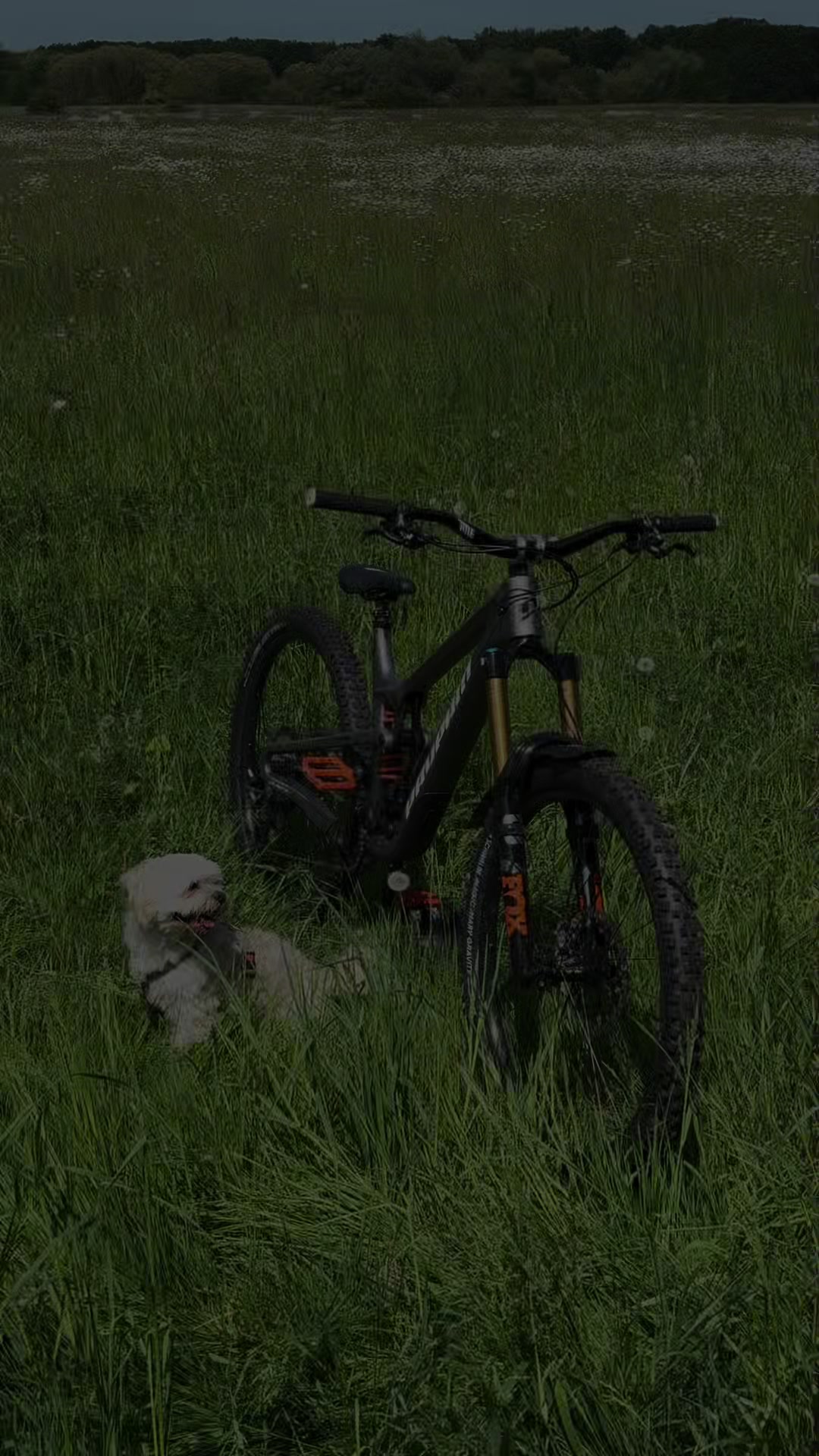 @Wojtek der Bär 🐻🇵🇱
