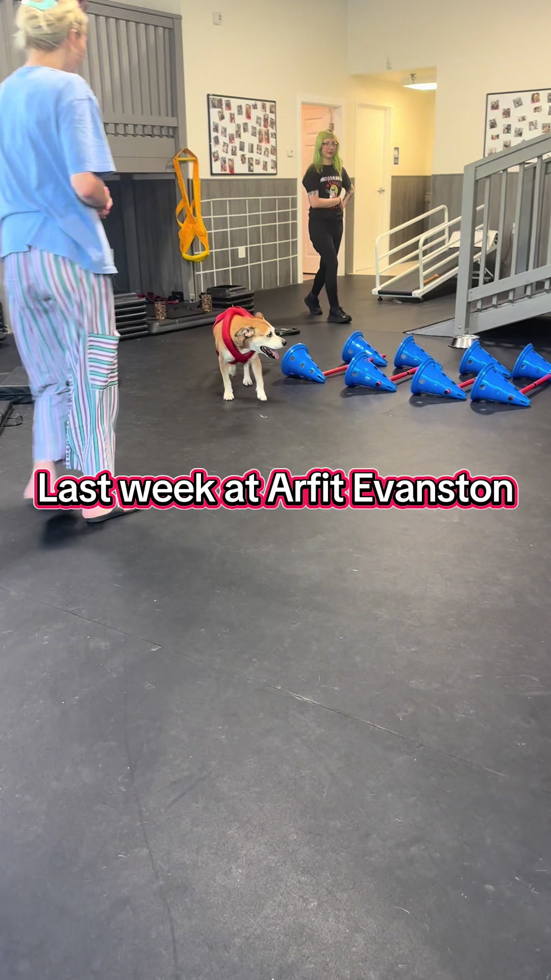 @ArfitDogRehabFitness